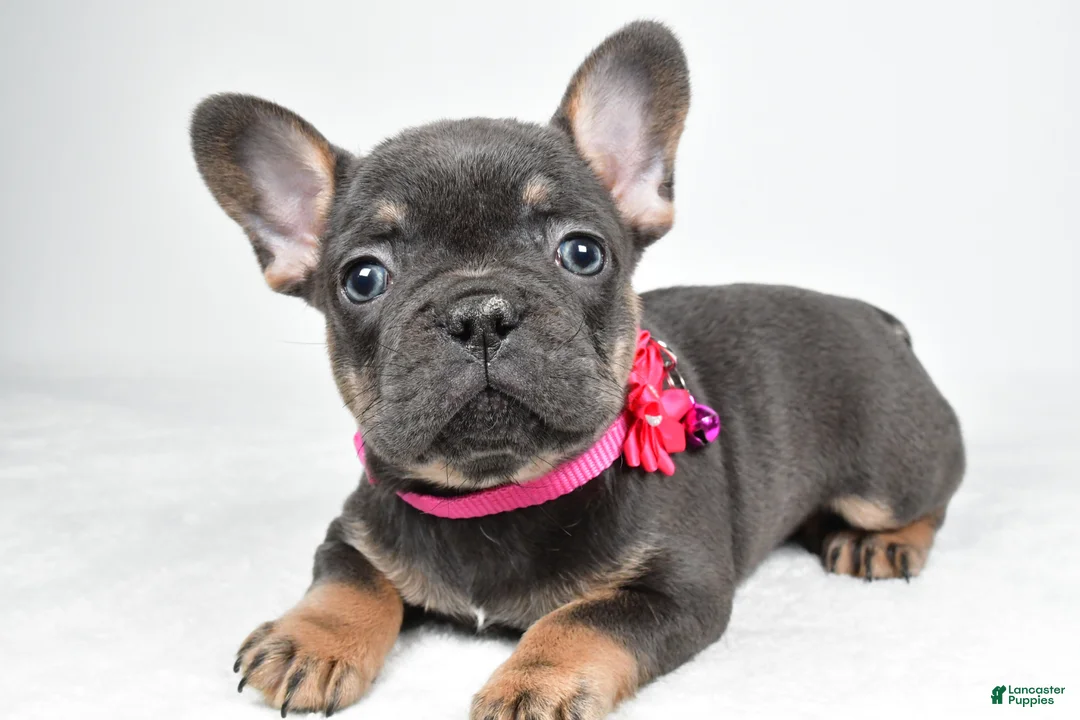 French Bulldog dogs for sale: Tonya - Ad 1