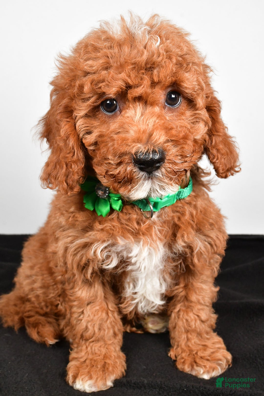 Cavapoo dogs for sale: Shadow - Ad 7