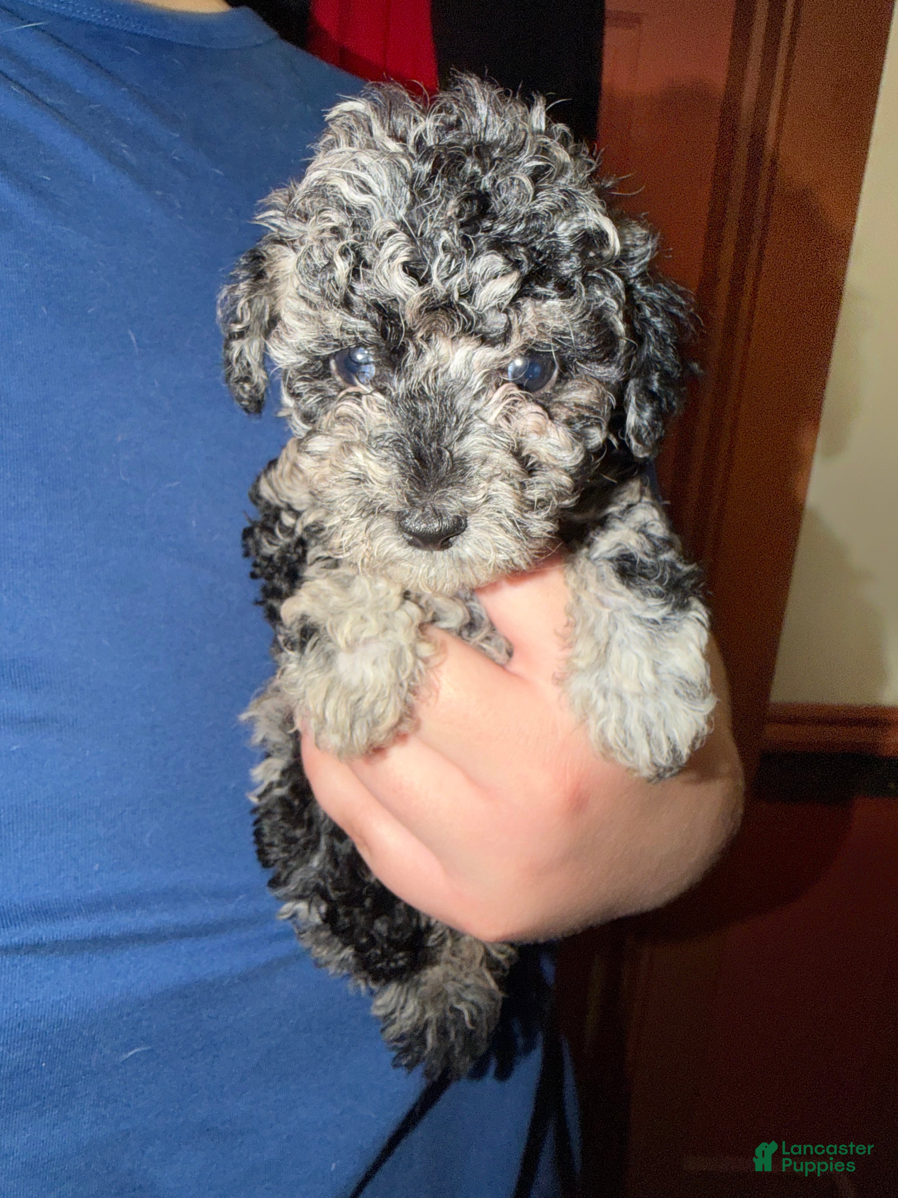 Toy Poodle dogs Toy Poodle 2 - Ad 42