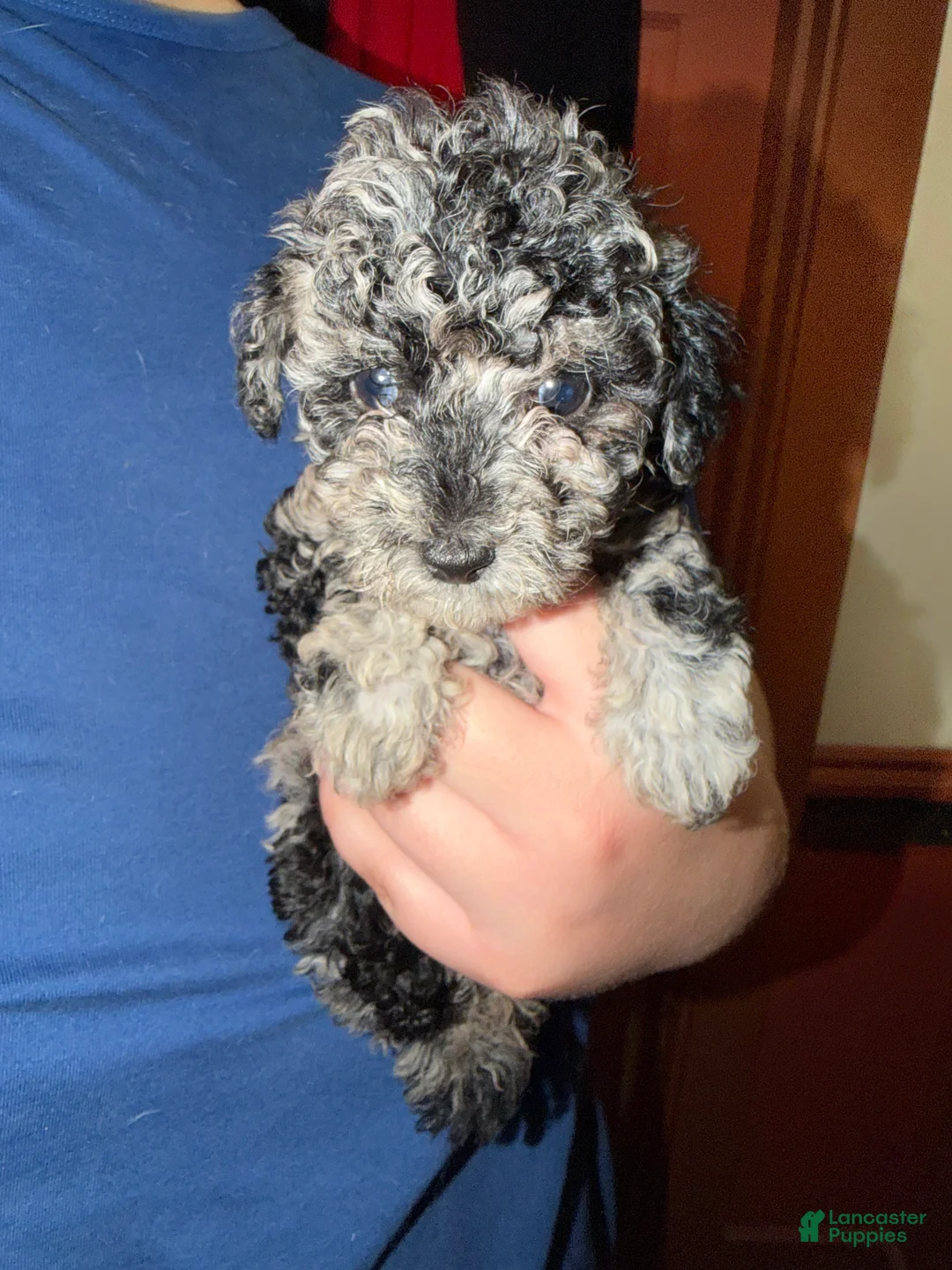 Toy Poodle dogs for sale: Toy Poodle 2 - Ad 1