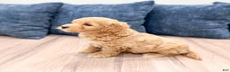 Mini Goldendoodle dogs for sale: Betsy - Ad 3