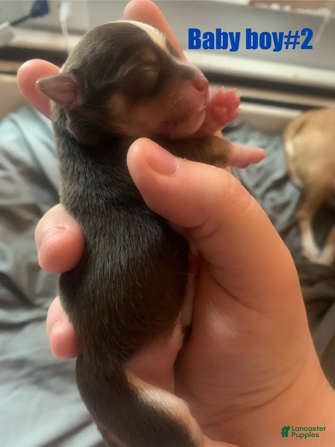 Chihuahua dogs for sale: Chihuahua Puppy 2 - Ad 1