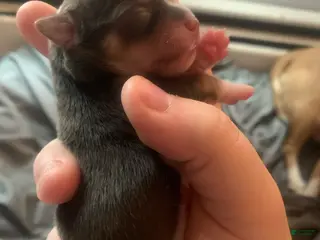 Chihuahua dogs Chihuahua Puppy 2 - Ad 9