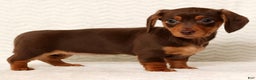 Miniature Dachshund dogs for sale: Remi - Ad 4