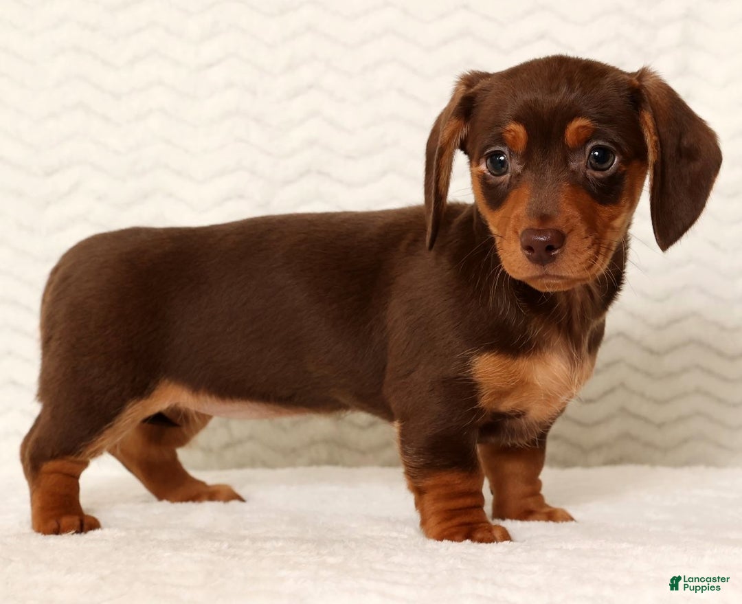 Miniature Dachshund dogs for sale: Remi - Ad 4