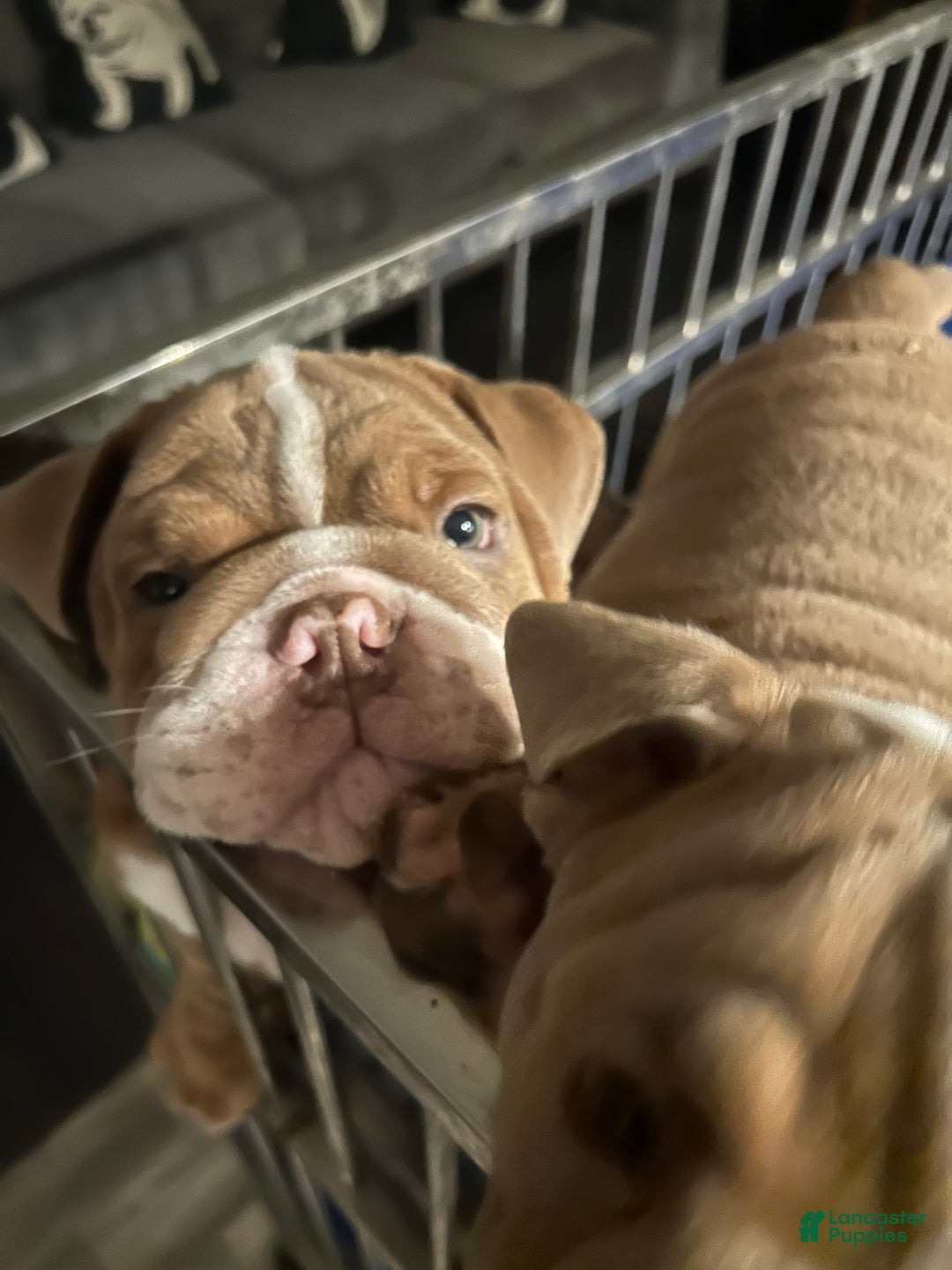 English Bulldog dogs for sale: English Bulldog Puppy 2 - Ad 3