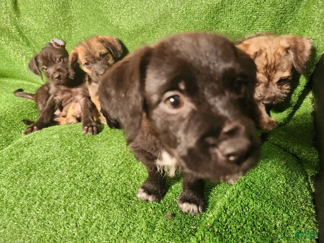 Mixed Breed dogs for sale: White Boots Tuxedo  - Ad 1