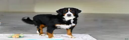 Bernese Mountain Dog dogs for sale: Marcy - Ad 14