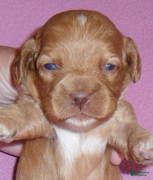 Cockapoo dogs Sophie - Ad 1