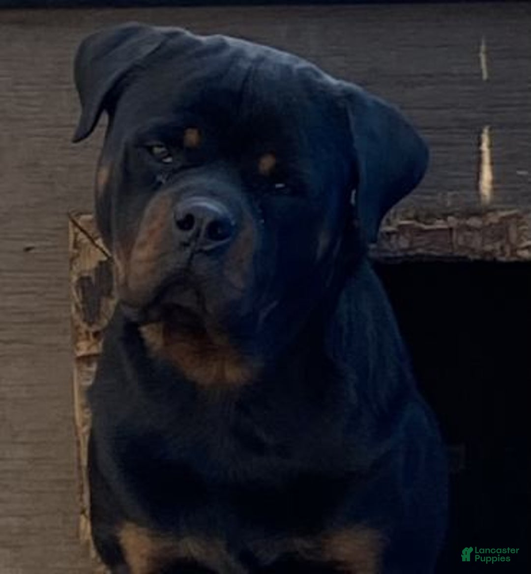 Rottweiler dogs for sale: Rottweiler Puppy 6 - Ad 5