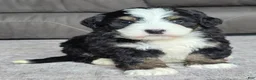 Mini Bernedoodle dogs for sale: Mini Poppy - Ad 3