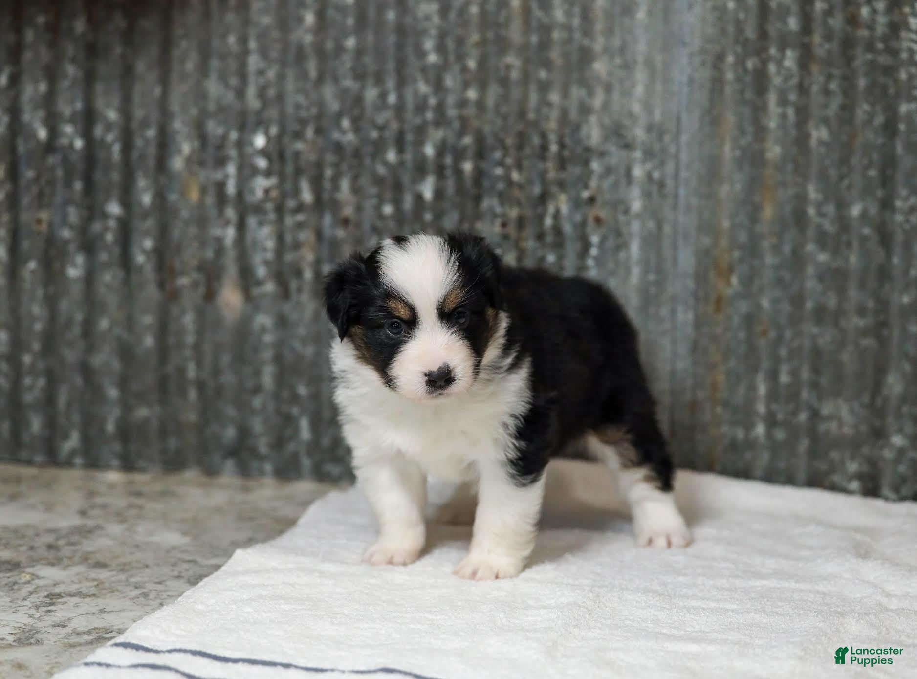 Miniature Australian Shepherd dogs Lasandra Miniature Australian Shepherd Puppy  - Ad 1