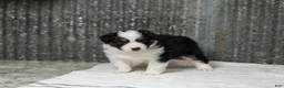 Miniature Australian Shepherd dogs for sale: Lasandra Miniature Australian Shepherd Puppy  - Ad 6