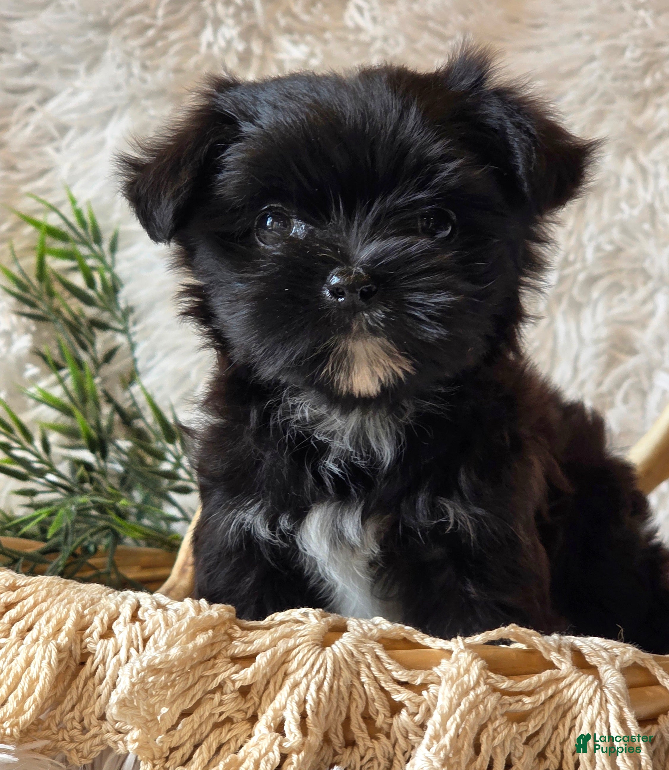 Morkie dogs Chip - Ad 2