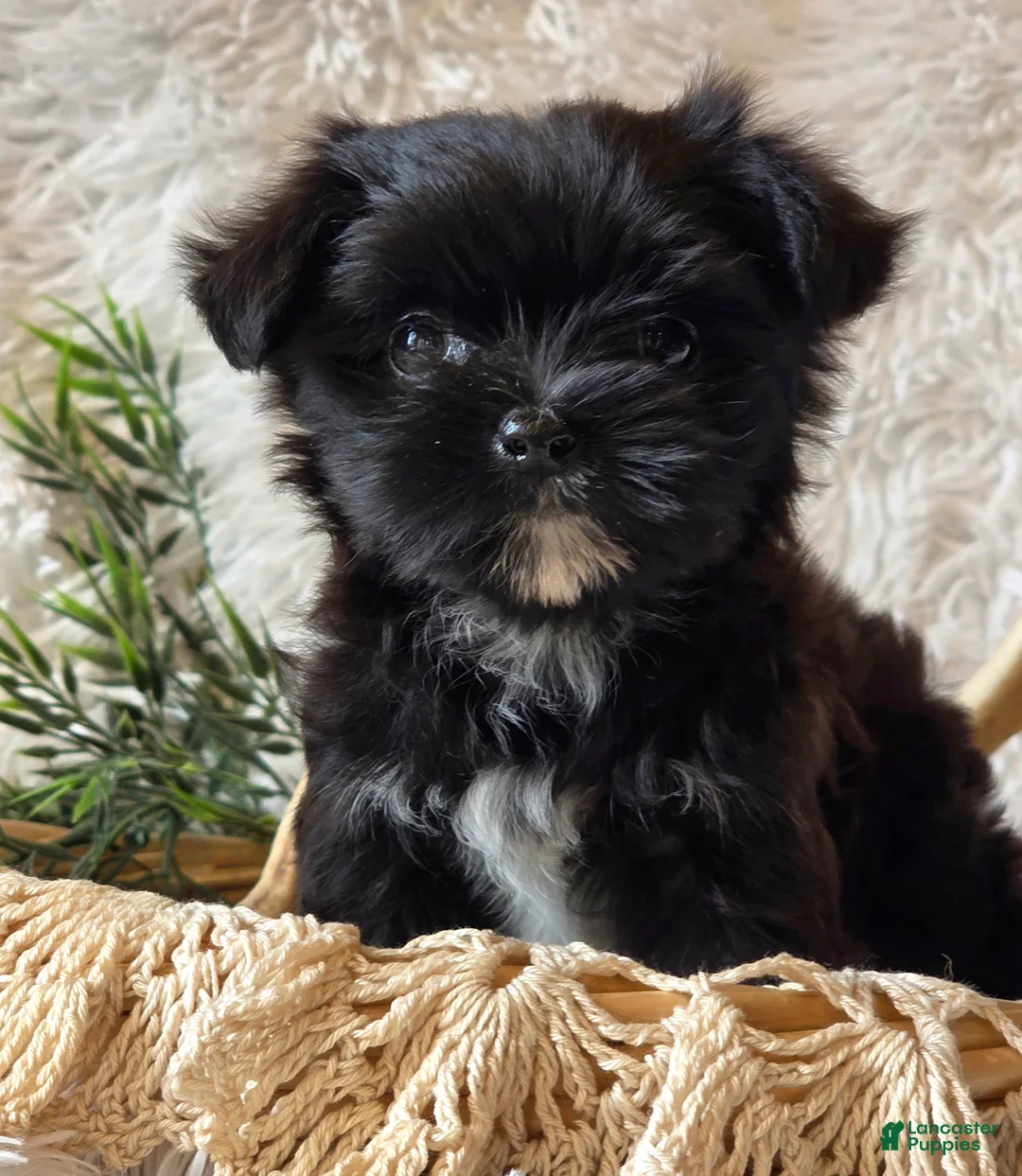 Morkie dogs for sale: Chip - Ad 2