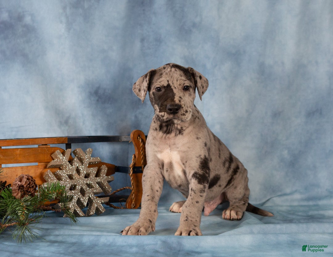 Great Dane dogs for sale: Dexter - Ad 2