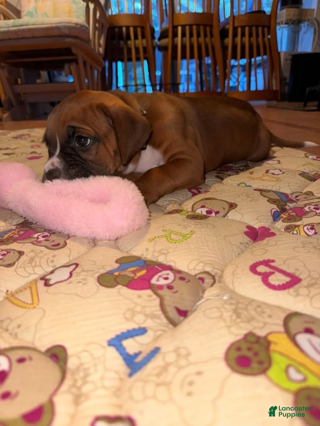 Boxer dogs for sale: Sully - Ad 1