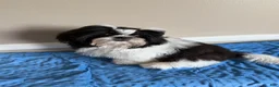 Shih Tzu dogs for sale: Max - Ad 1