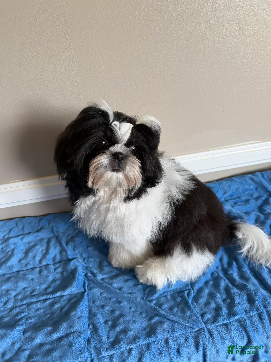 Shih Tzu dogs for sale: Max - Ad 1
