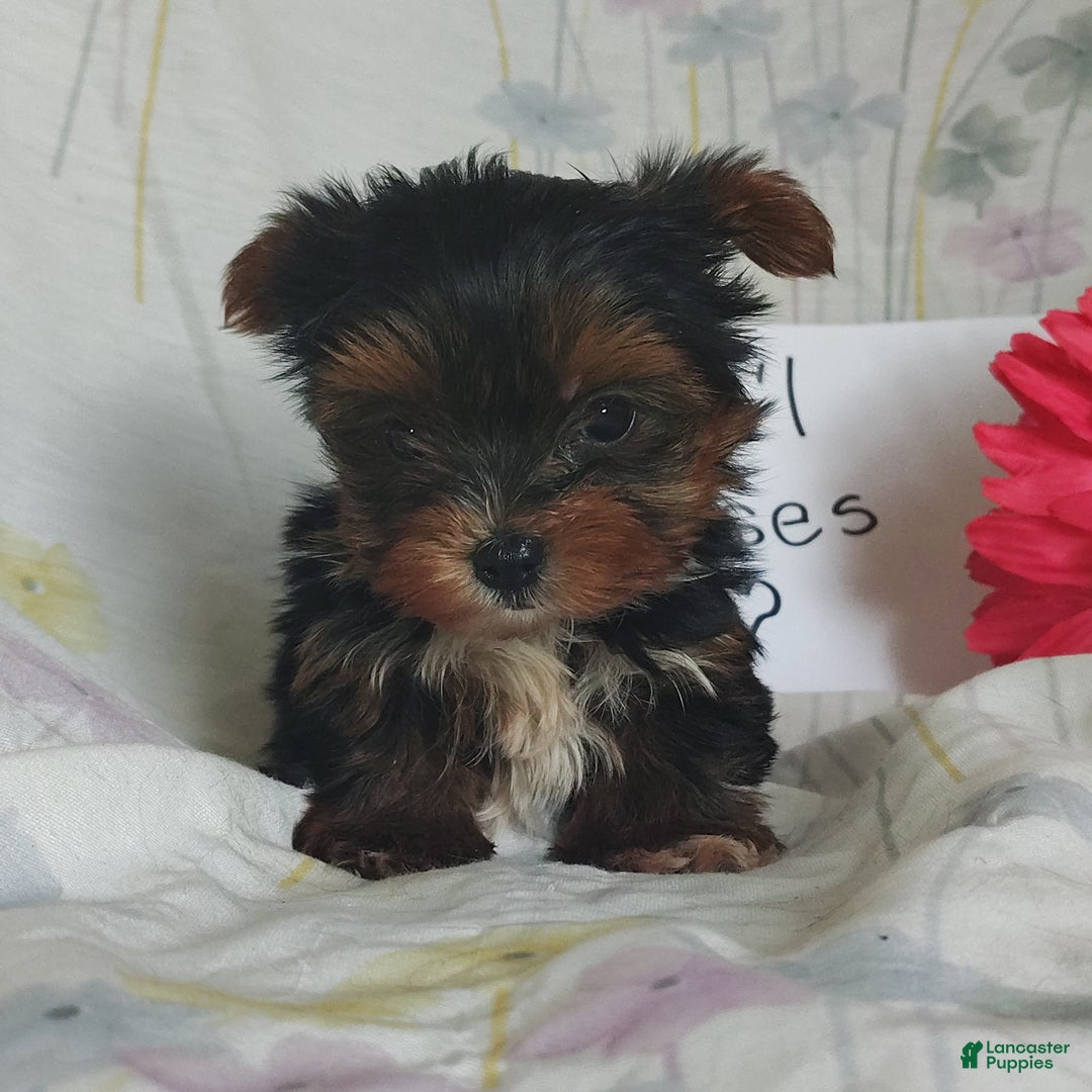 Yorkshire Terrier dogs for sale: Kisses - Ad 5