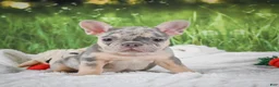 French Bulldog dogs for sale: Luna - Ad 7