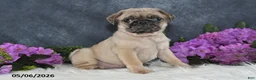 Pug dogs for sale: Greg - Ad 5