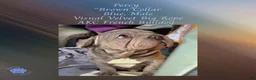 French Bulldog dogs for sale: Percy “Brown” Collar, Male - Ad 13