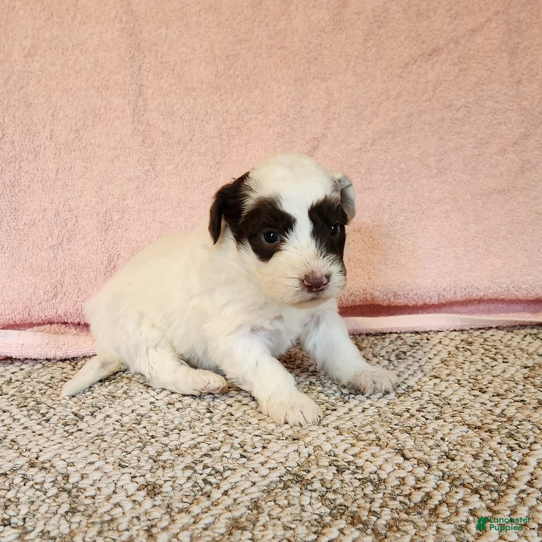 Portuguese Water Dog dogs for sale: Oakley - Ad 1