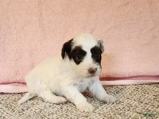 Portuguese Water Dog dogs Oakley - Ad 22