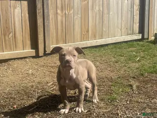 American Bully dogs for sale: American Bully Male 2 - Ad 1