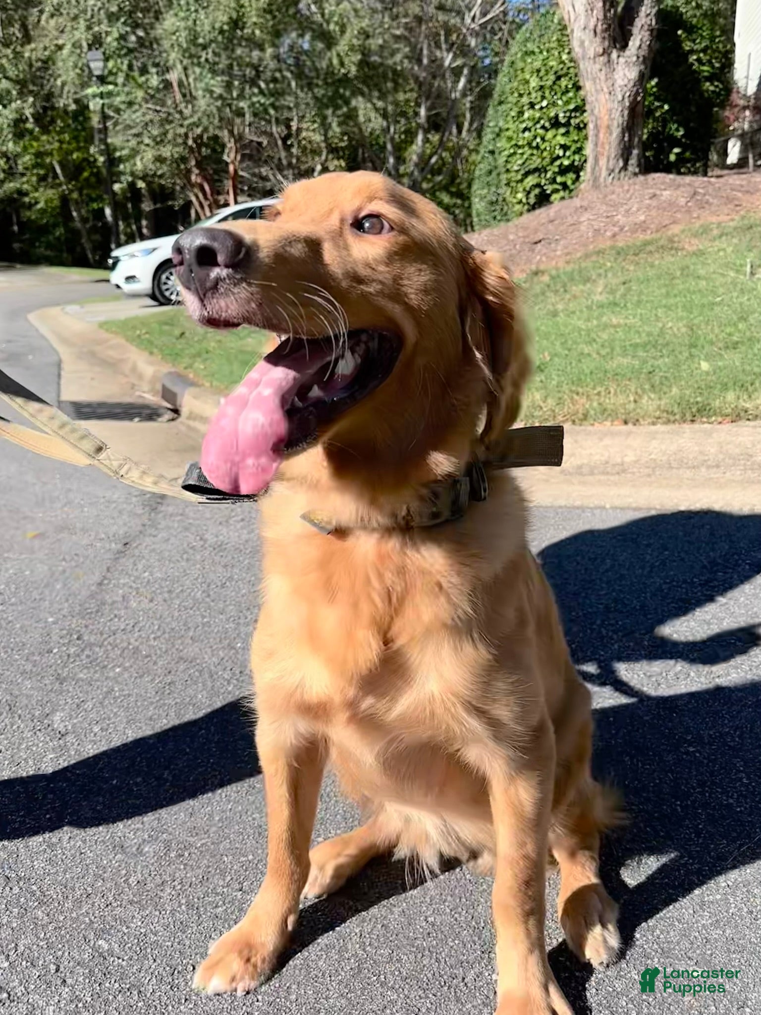 Golden Retriever dogs Golden Retriever Puppy 1 - Ad 14