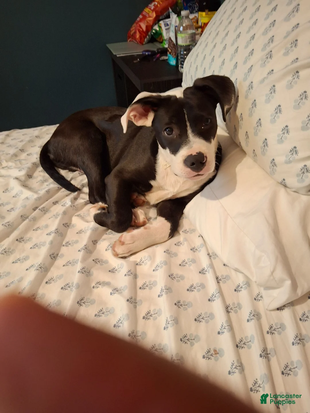 Mixed Breed dogs for sale: Smoke - Ad 6