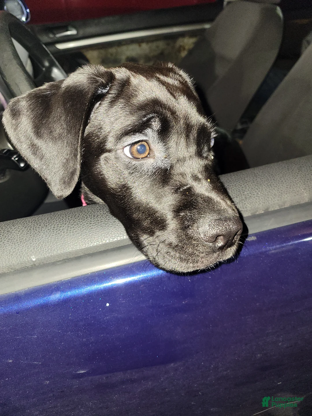 Mixed Breed dogs for sale: Mixed Breed Puppy 1 - Ad 2