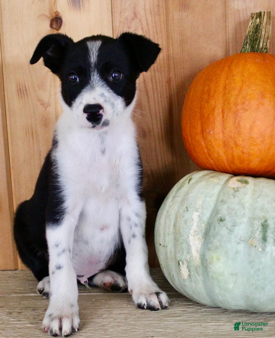 Mixed Breed dogs for sale: Baxter - Ad 1