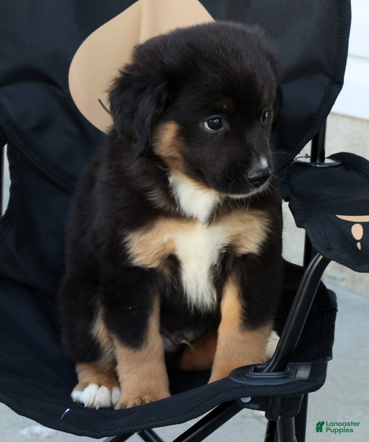 Miniature Australian Shepherd dogs for sale: Tanner - Ad 6