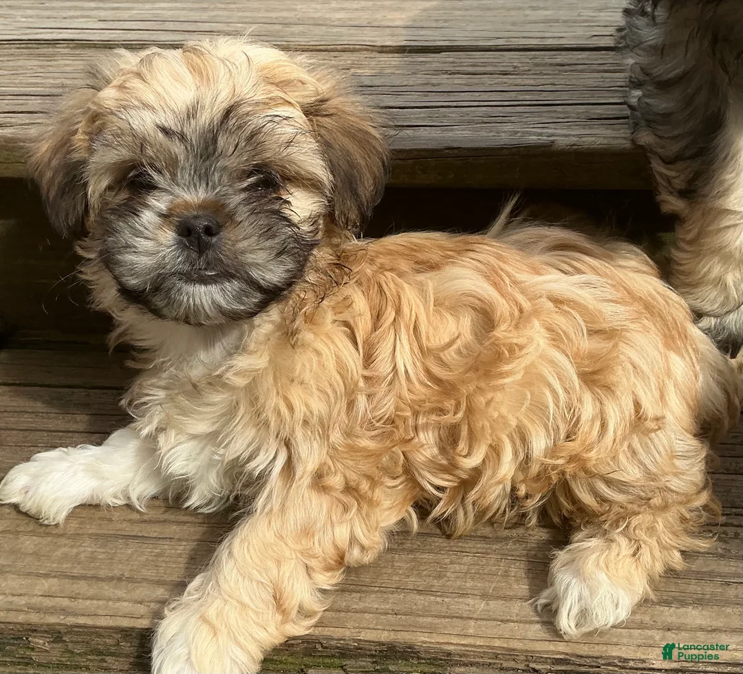 Mixed Breed dogs for sale: Jessie - Ad 1