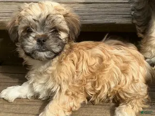Mixed Breed dogs for sale: Jessie - Ad 4