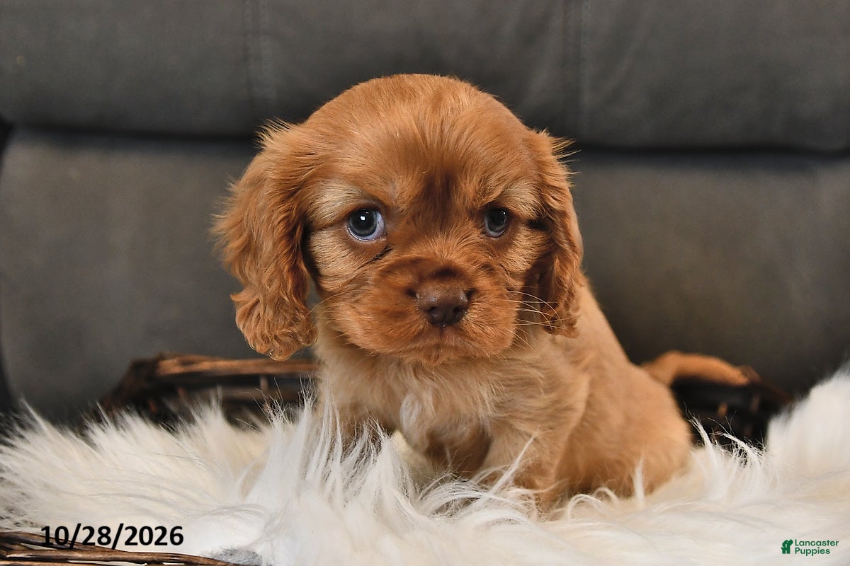 Cavalier King Charles Spaniel dogs for sale: Indigo - Ad 2