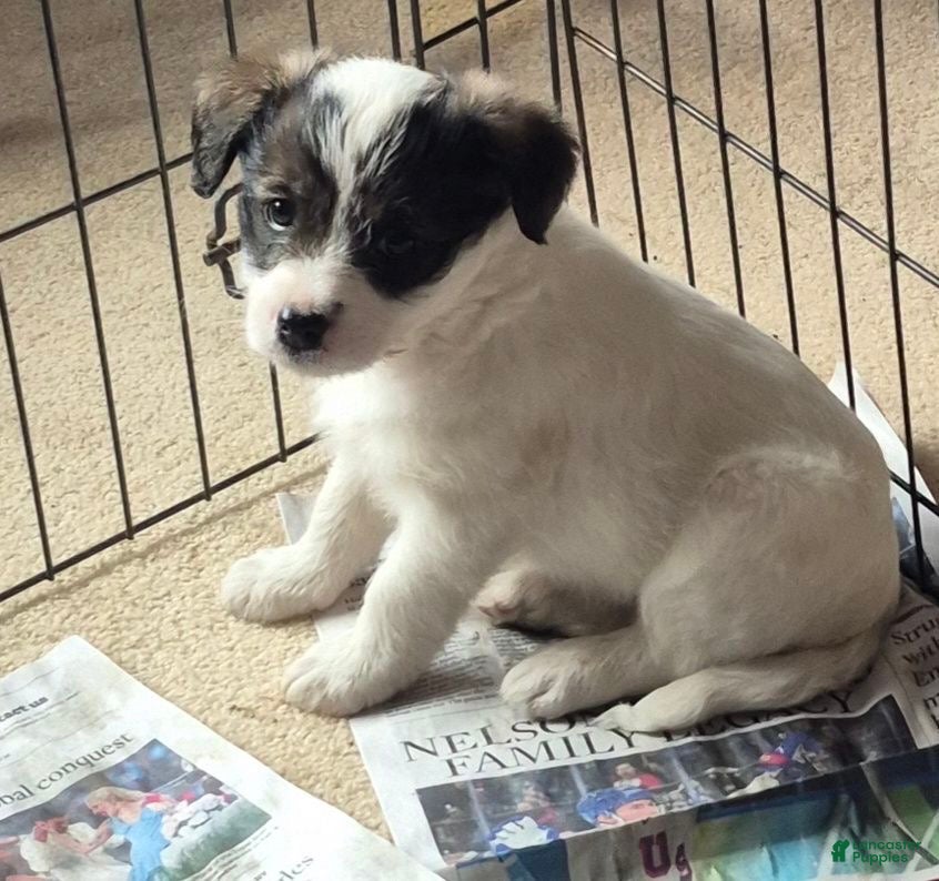 Toy Poodle dogs for sale: Tucker  - Ad 1