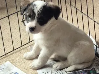 Toy Poodle dogs for sale: Tucker - Ad 1