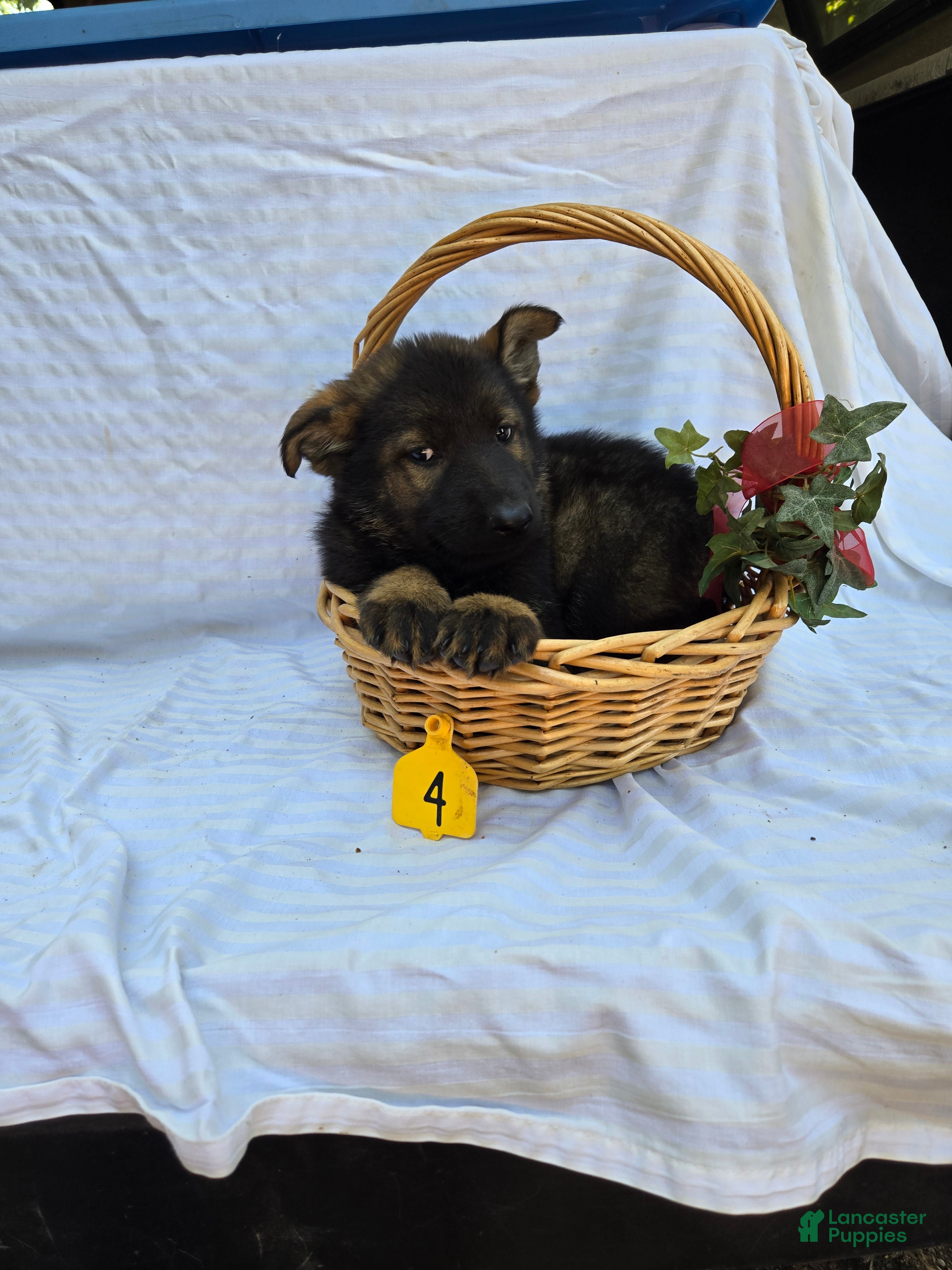 German Shepherd dogs for sale: German Shepherd 5 - Ad 2