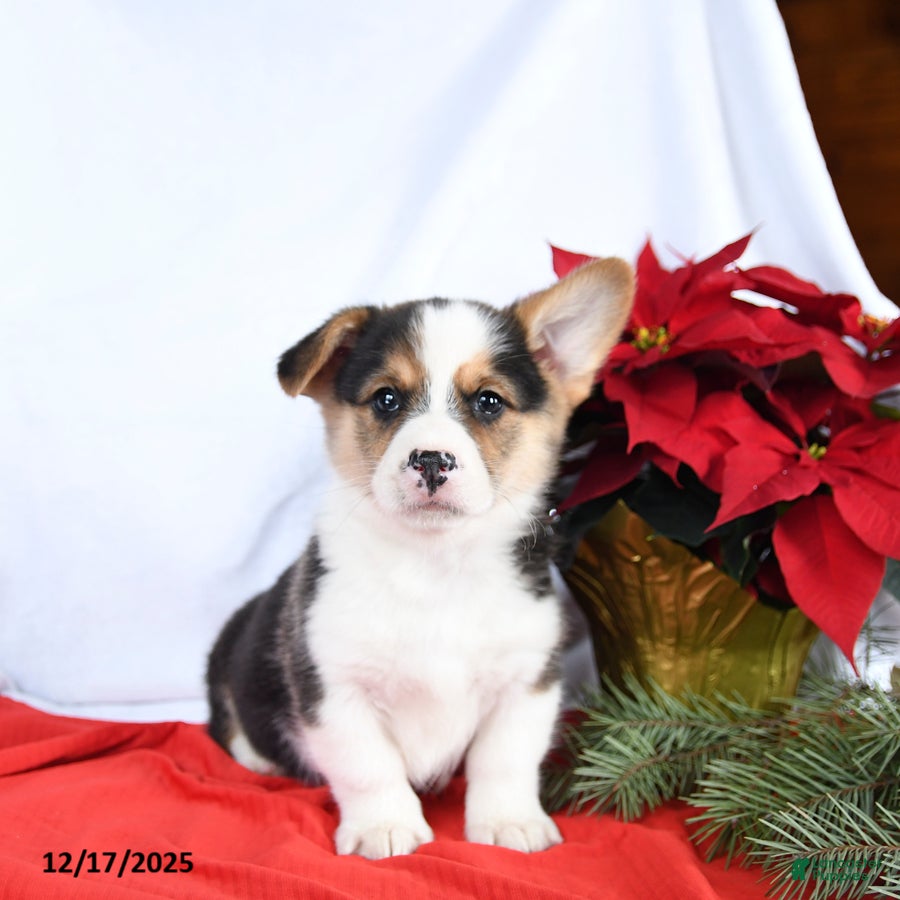 Welsh Corgi Pembroke dogs Randy - Ad 12