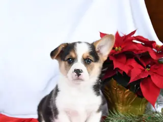 Welsh Corgi Pembroke dogs Randy - Ad 38