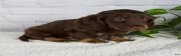 Miniature Dachshund dogs for sale: Forest - Ad 5