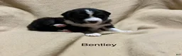 Miniature Australian Shepherd dogs for sale: Bentley - Ad 2