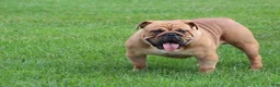 English Bulldog dogs for sale: Baxter  - Ad 7