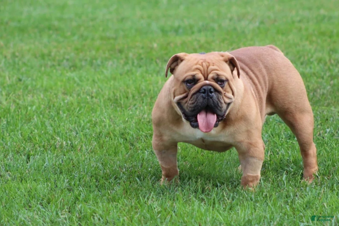English Bulldog dogs for sale: Baxter  - Ad 7