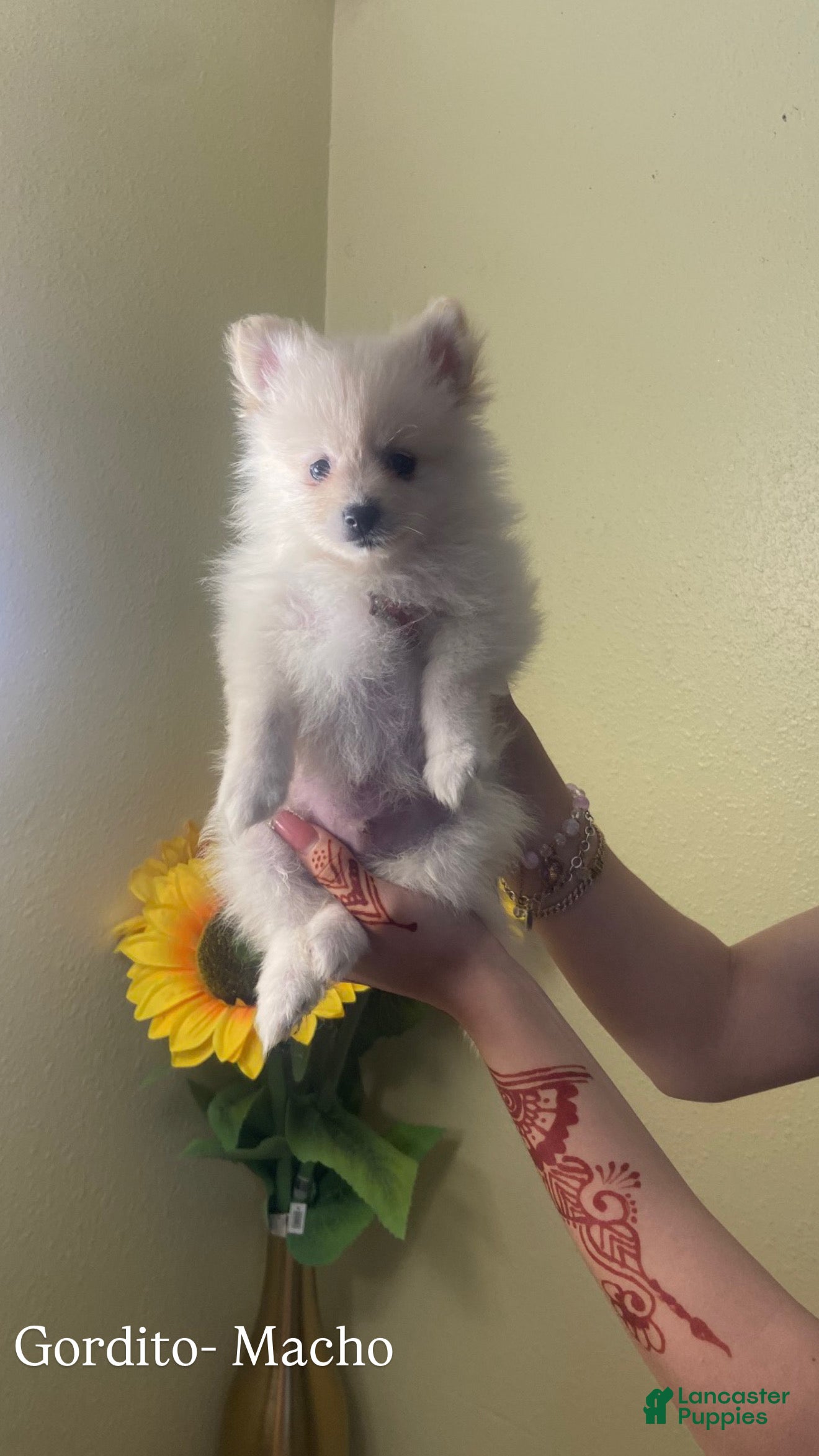 Pomeranian dogs Gordito - Ad 6