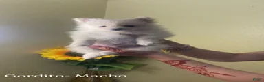 Gordito