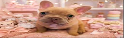 French Bulldog dogs for sale: Bella - Ad 1